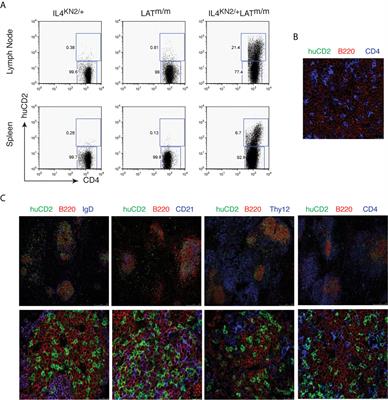 Spontaneous Differentiation of T Follicular Helper Cells in LATY136F Mutant Mice